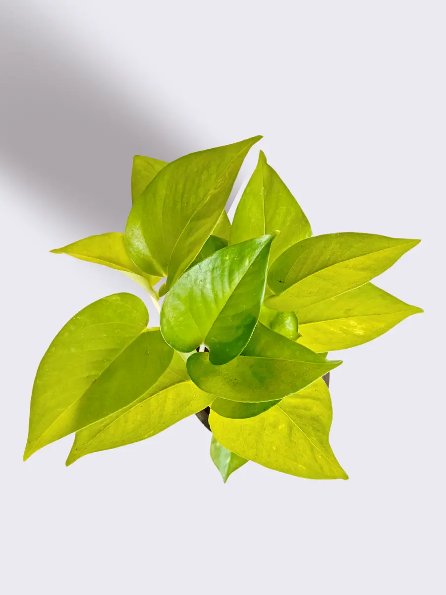 Bathroom Plants Combo (Small) - Image 3