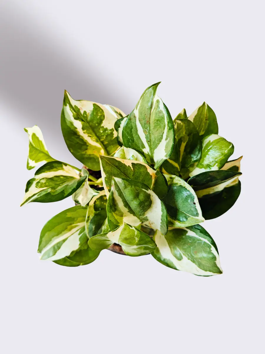 Bathroom Plants Combo (Small) - Image 4
