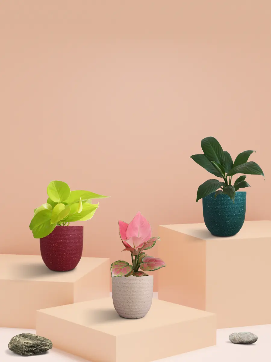 Bedroom Plants Combo for Better Sleep (Small)