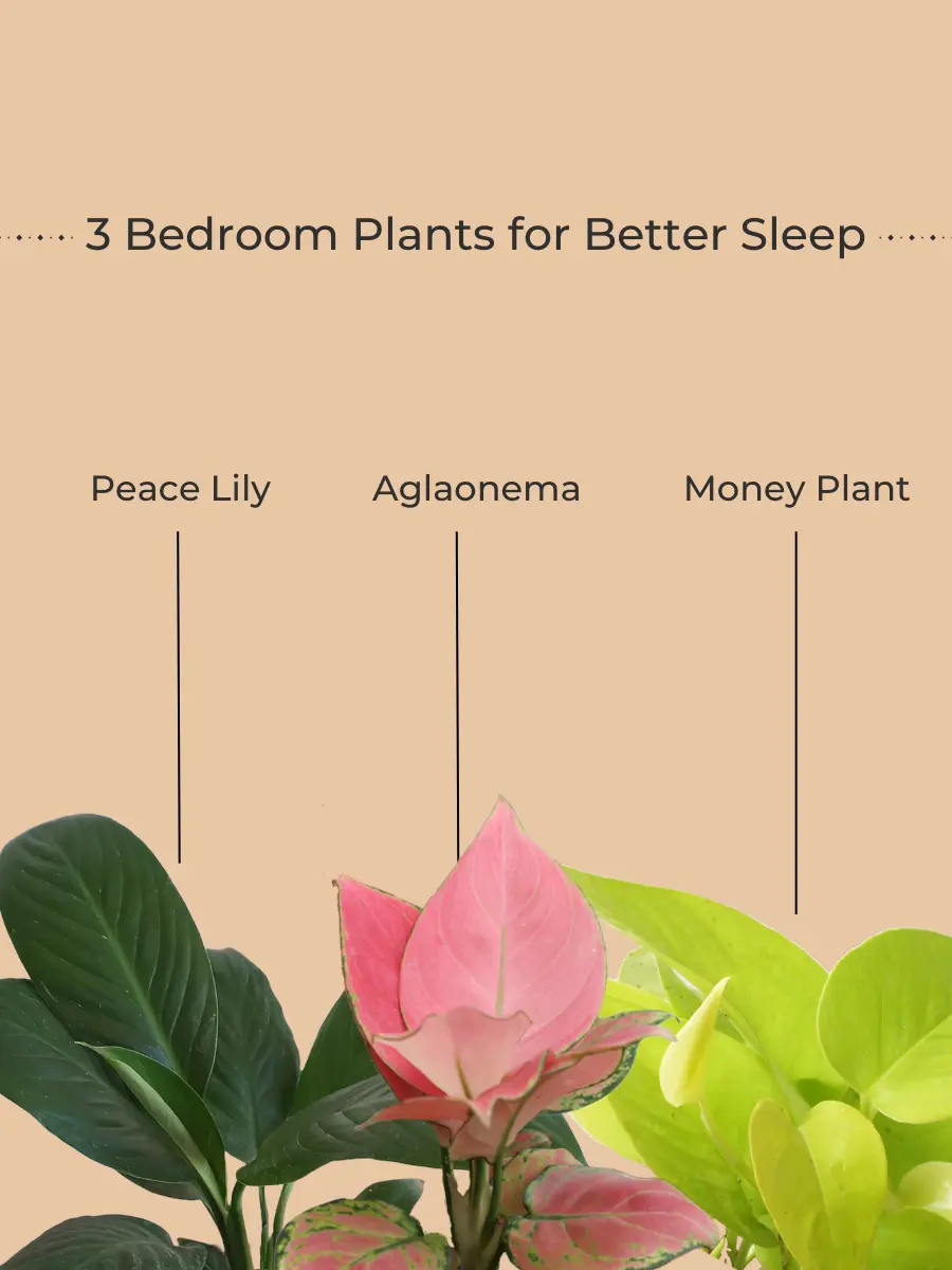 Bedroom Plants Combo for Better Sleep (Small) - Image 2