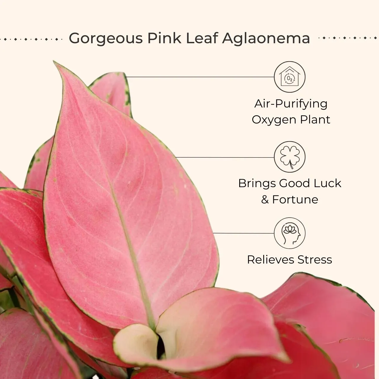 Bedroom Plants Combo for Better Sleep (Small) - Image 3