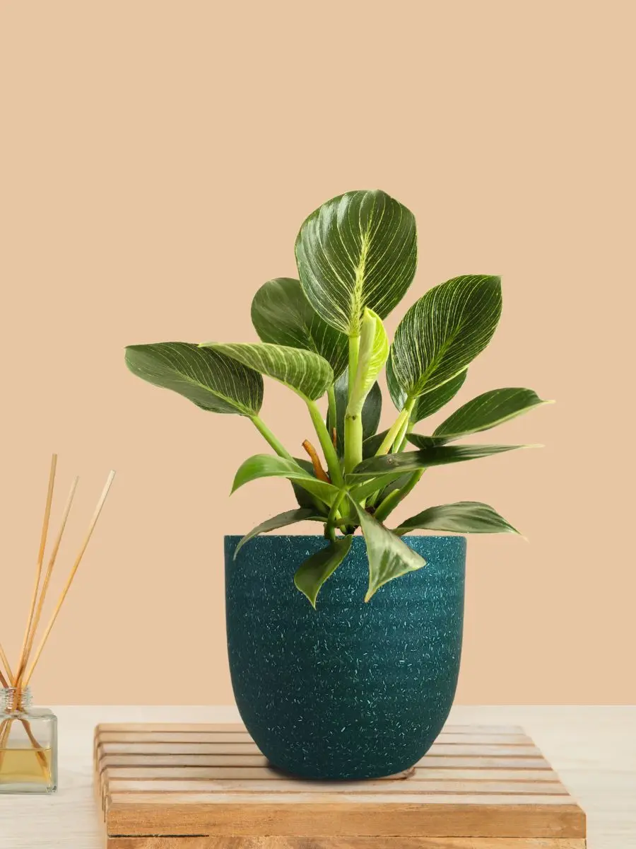 Birkin Philodendron Plant (Small) in Eco Pot - Image 7