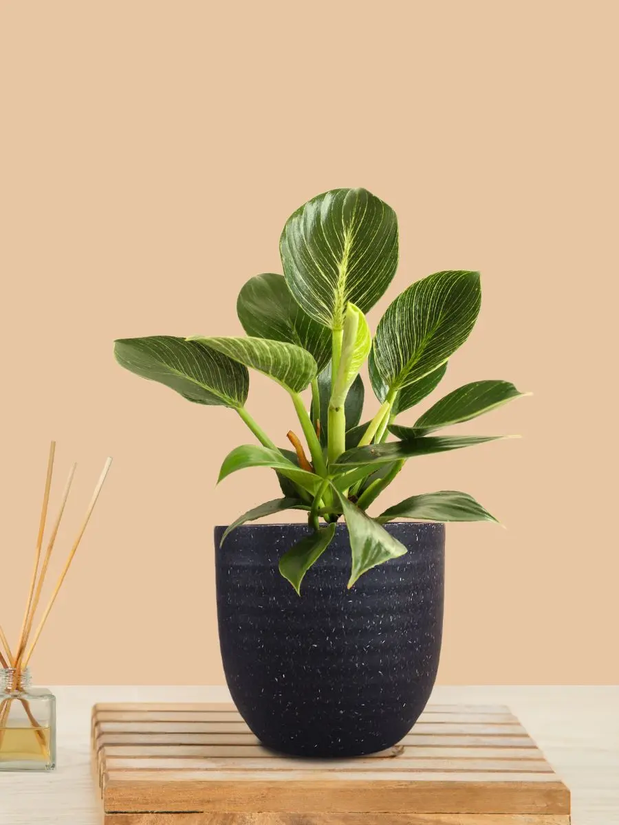 Birkin Philodendron Plant (Small) in Eco Pot - Image 8