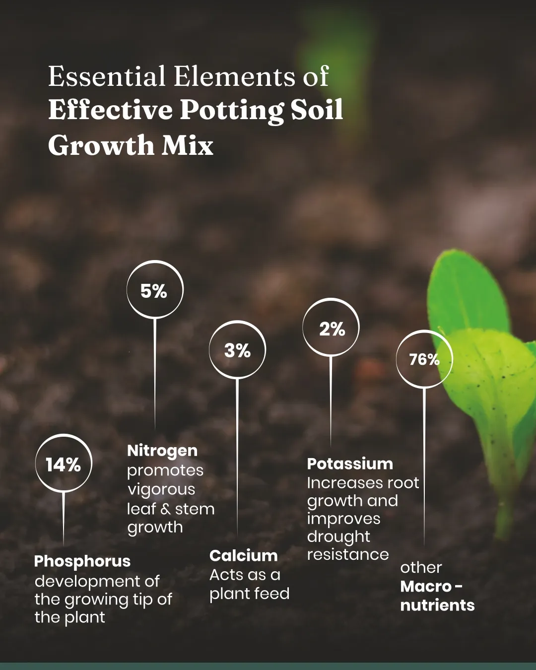 Bloom Mix Soil - Image 7