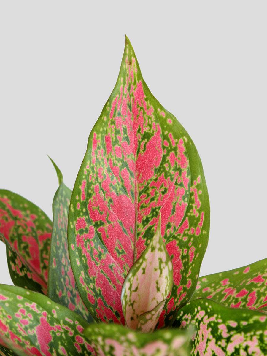 Blushing Twins - Image 3