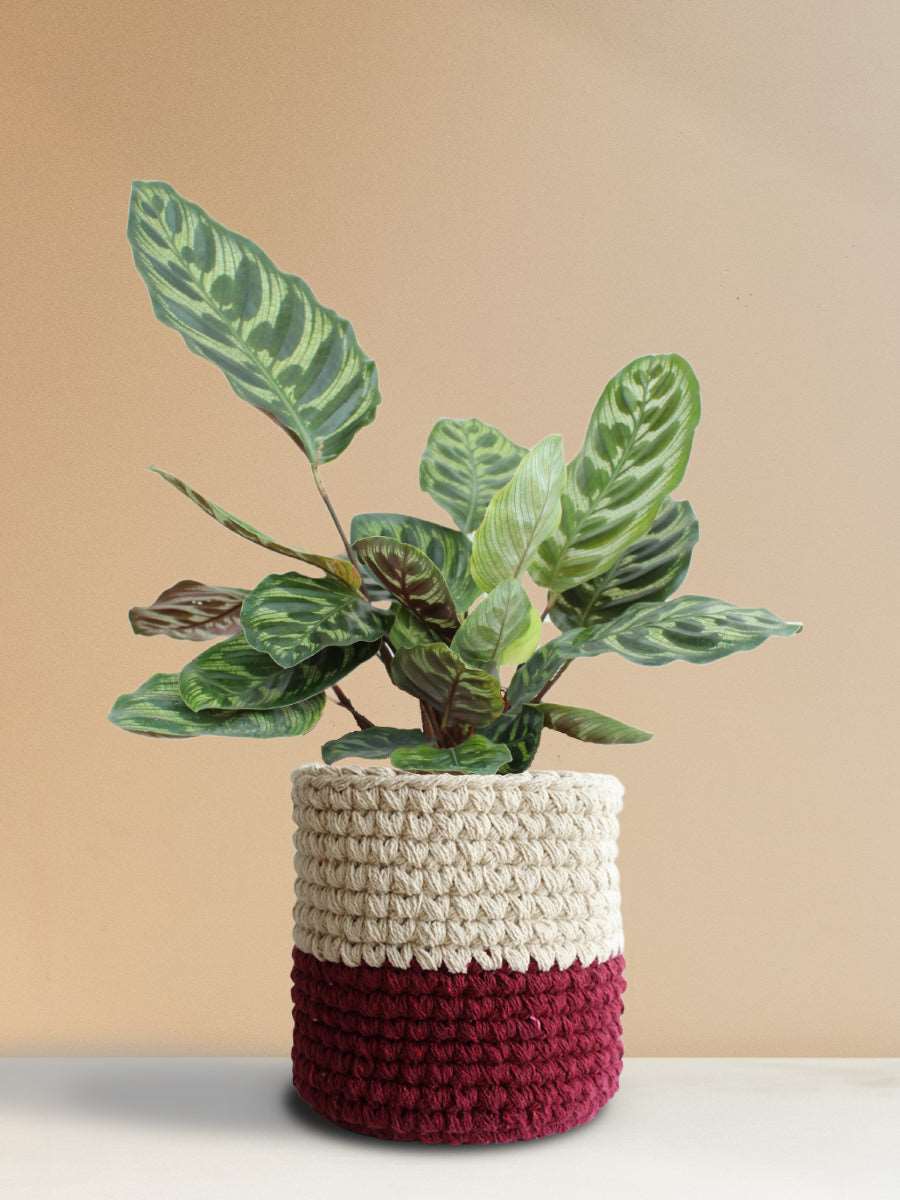 Calathea Peacock (Large) - Image 10
