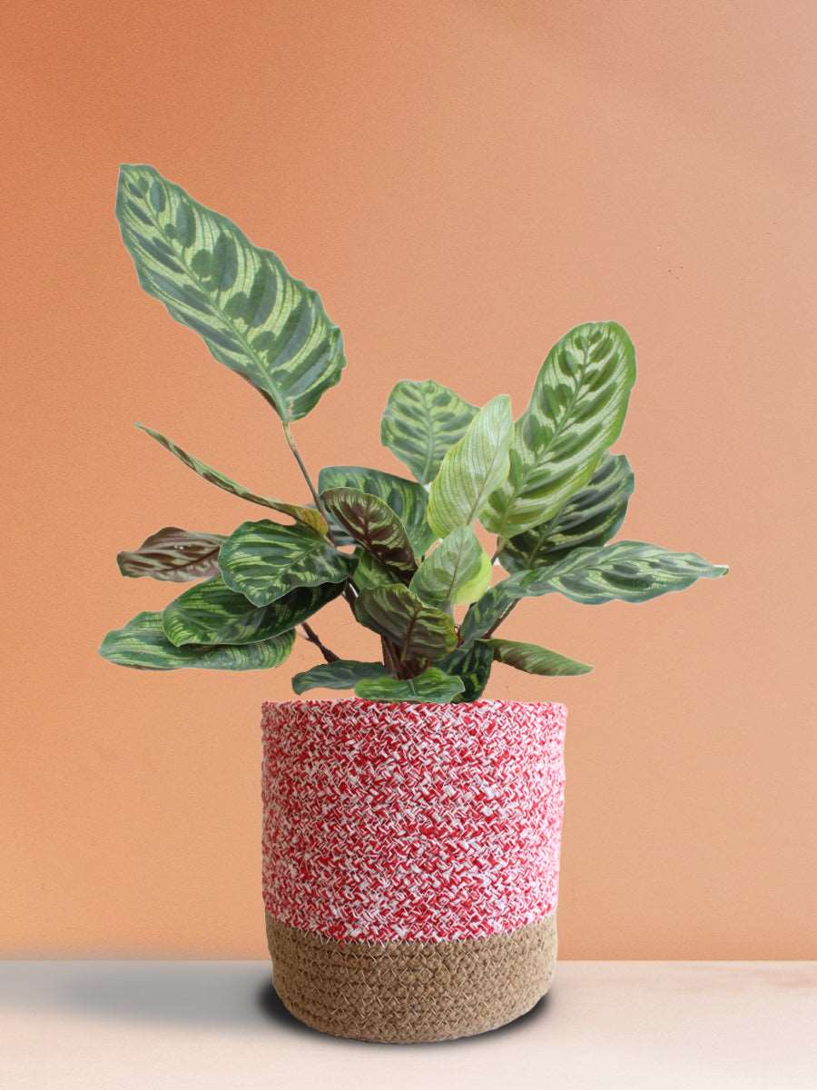 Calathea Peacock (Large) - Image 5