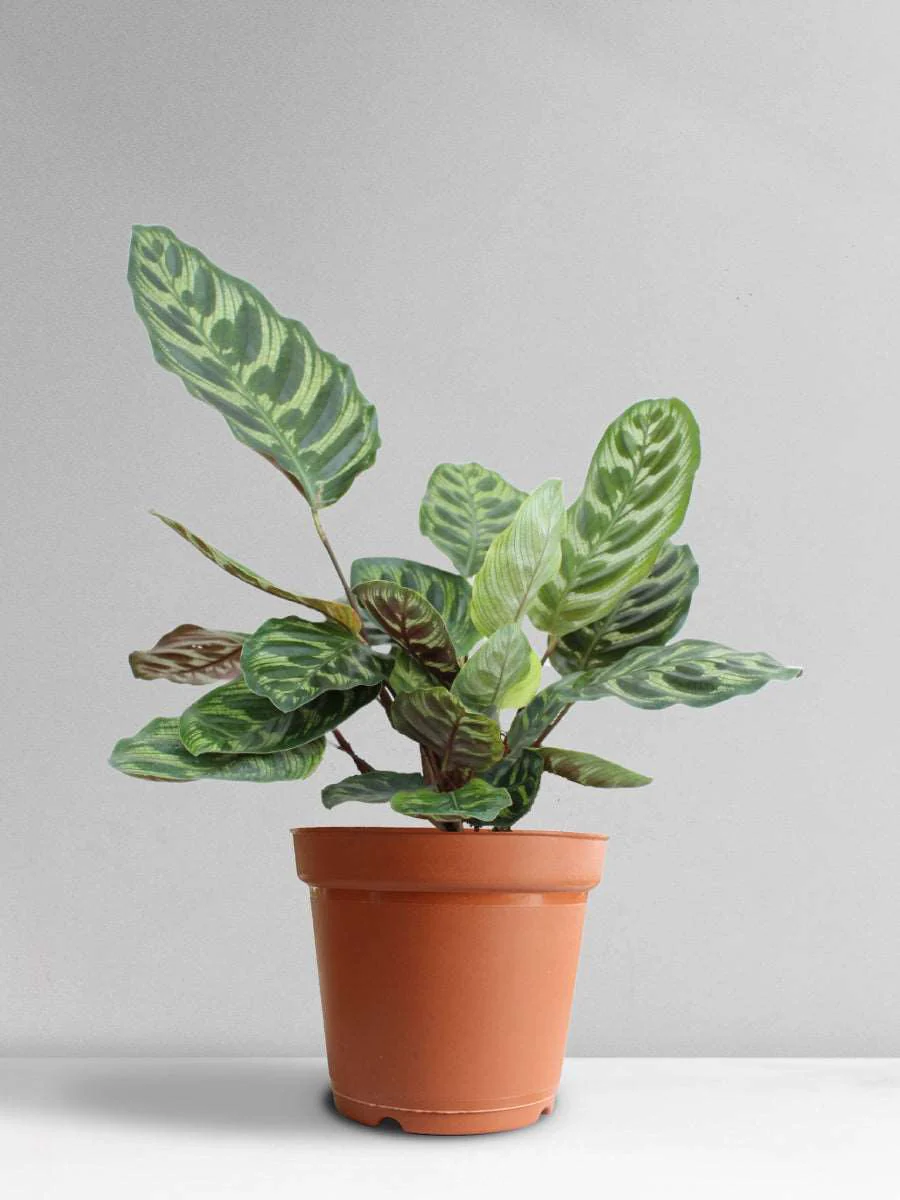 Calathea Peacock (Large) - Image 7