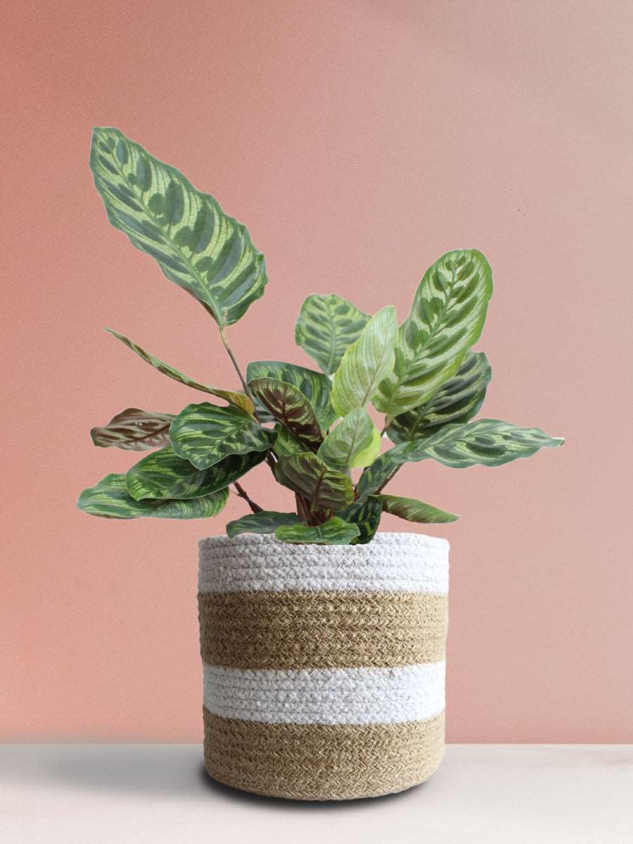 Calathea Peacock (Large) - Image 8