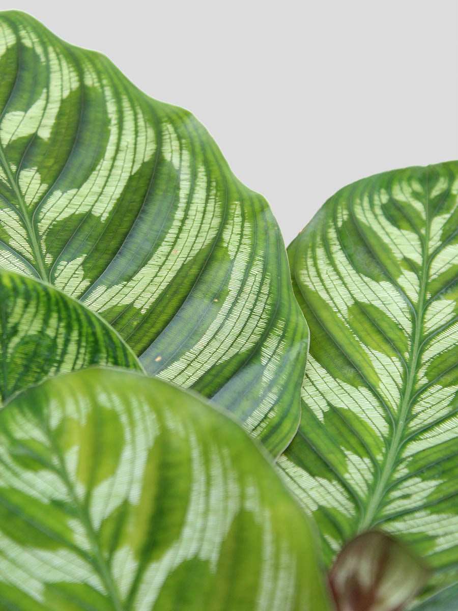 Calathea Peacock (Medium) - Image 3