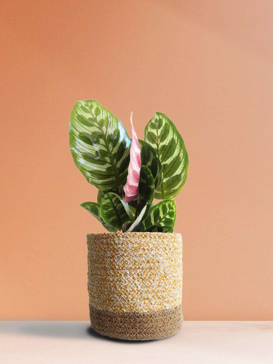 Calathea Peacock (Medium) - Image 6