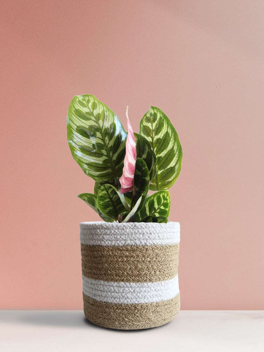 Calathea Peacock (Medium) - Image 8