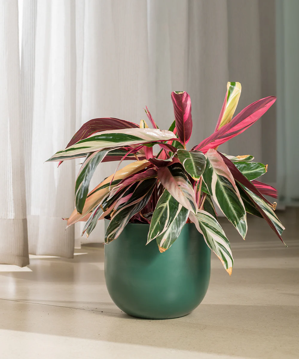 Calathea Triostar with Extra Large Self Watering Pot - Image 11