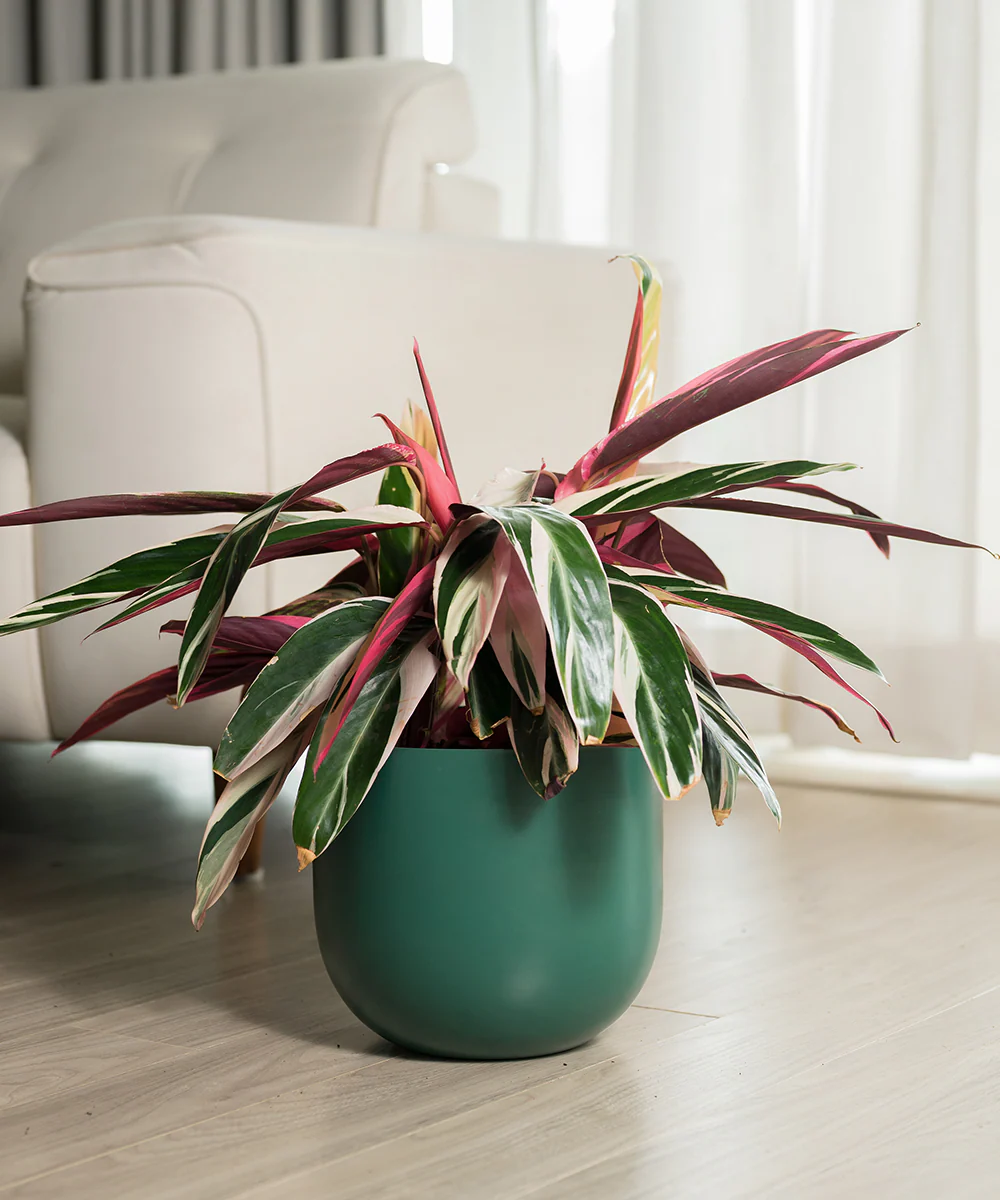 Calathea Triostar with Extra Large Self Watering Pot - Image 12