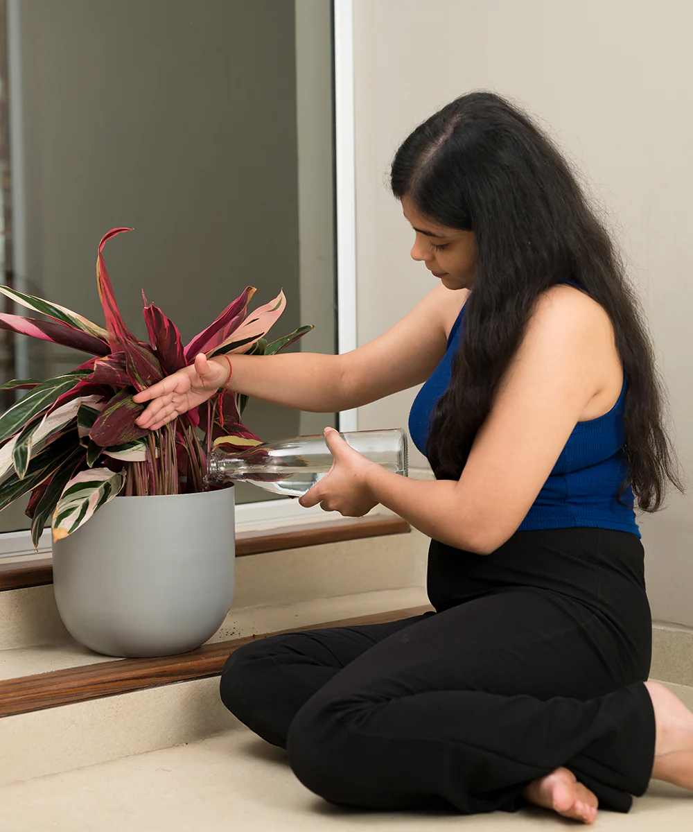 Calathea Triostar with Extra Large Self Watering Pot - Image 8