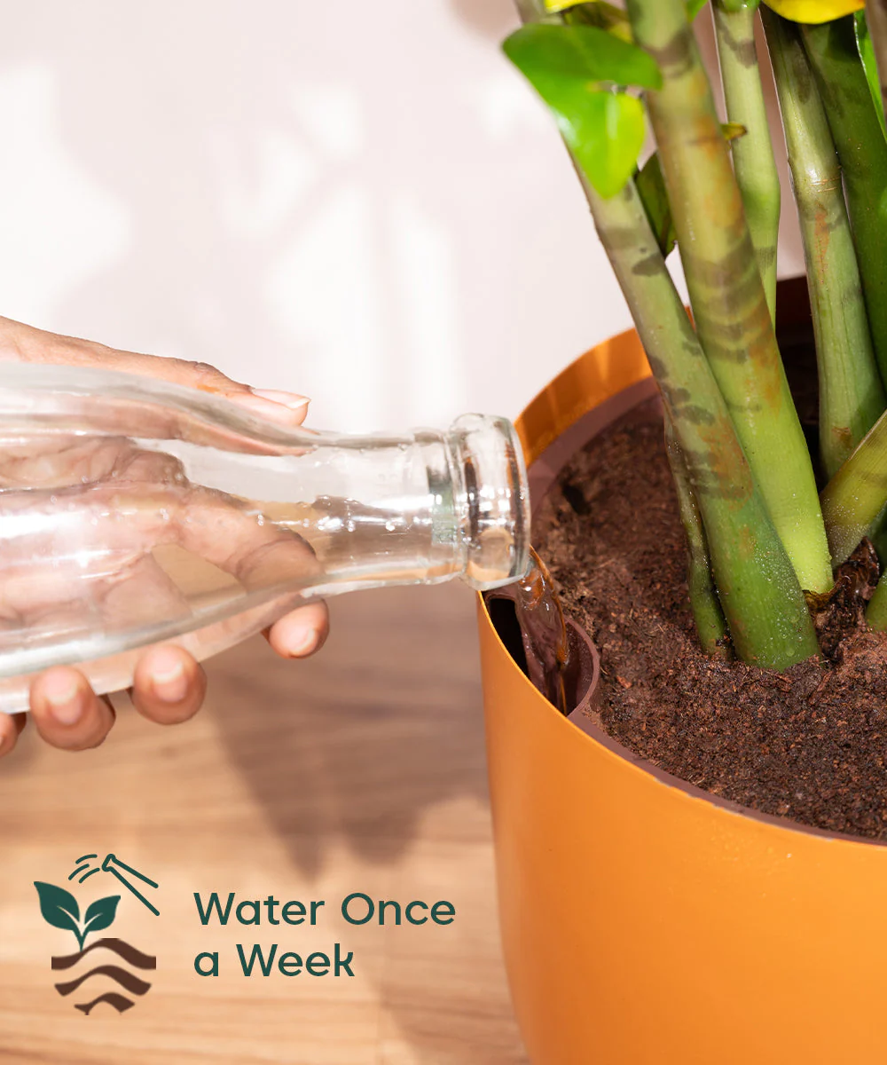 Chamaedorea palm with Extra Large Self Watering Pot - Image 20