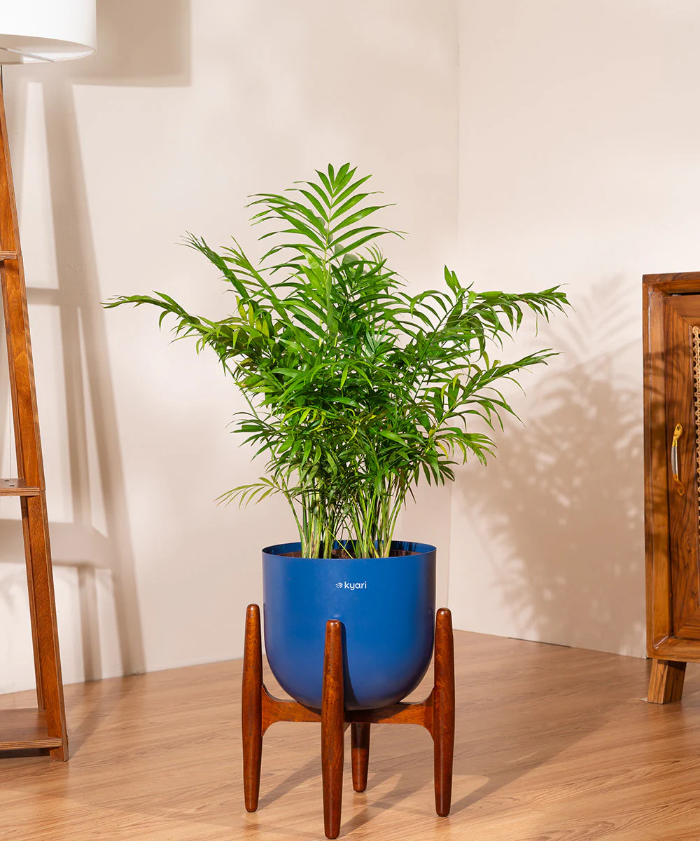 Chamaedorea palm with Extra Large Self Watering Pot - Image 25