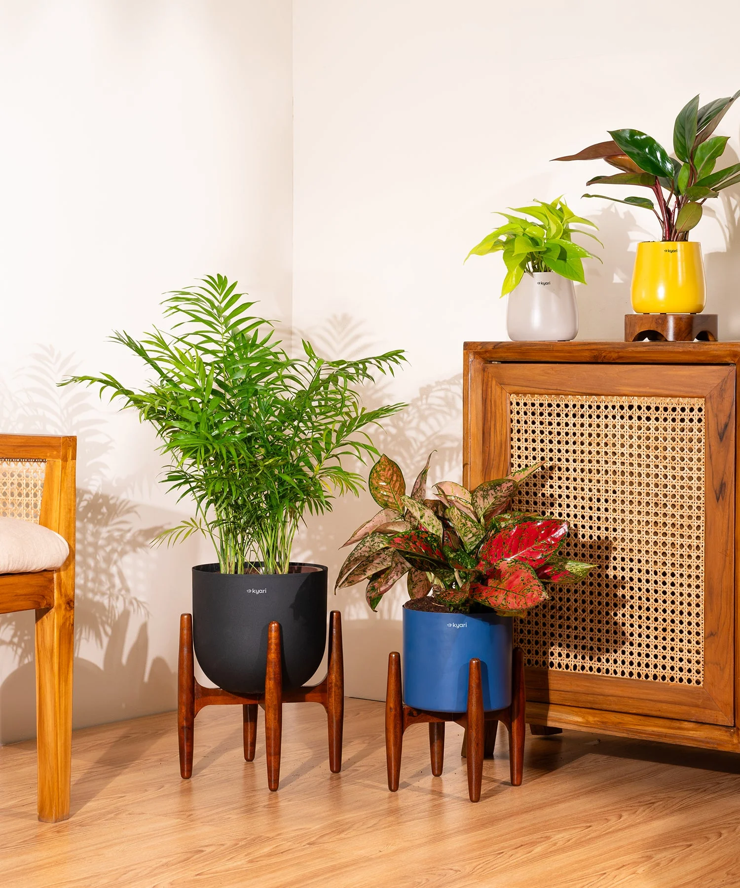 Chamaedorea palm with Extra Large Self Watering Pot - Image 4