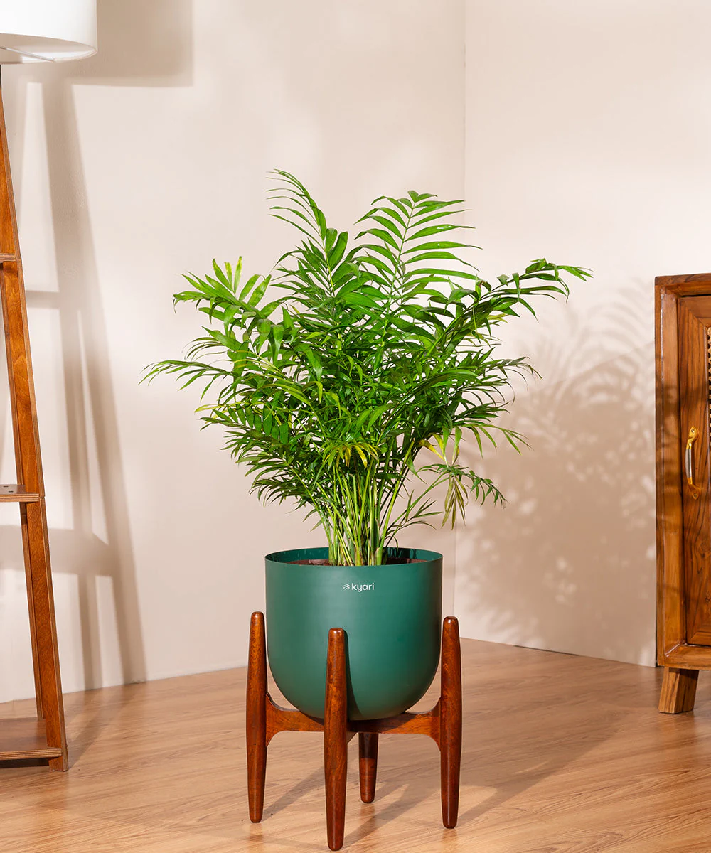 Chamaedorea palm with Extra Large Self Watering Pot - Image 7