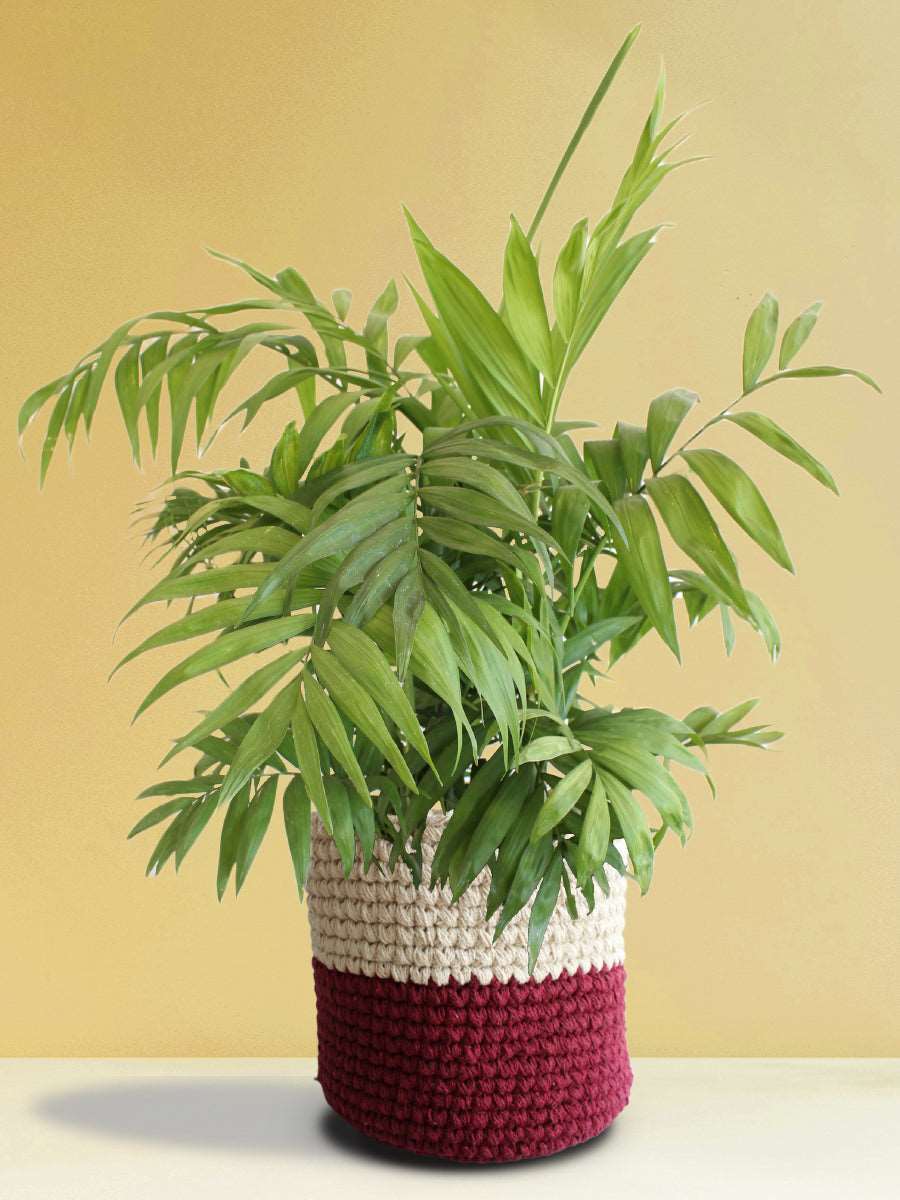 Chamaedorea Palm (X-Large) - Image 5