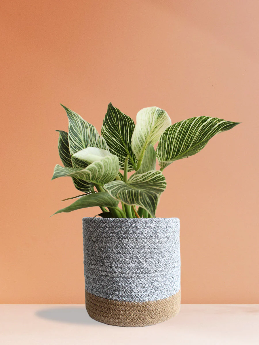 Classy Air-Purifying Bedroom Plants Combo - Image 2