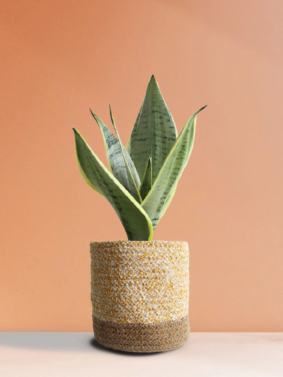 Classy Air-Purifying Bedroom Plants Combo - Image 4