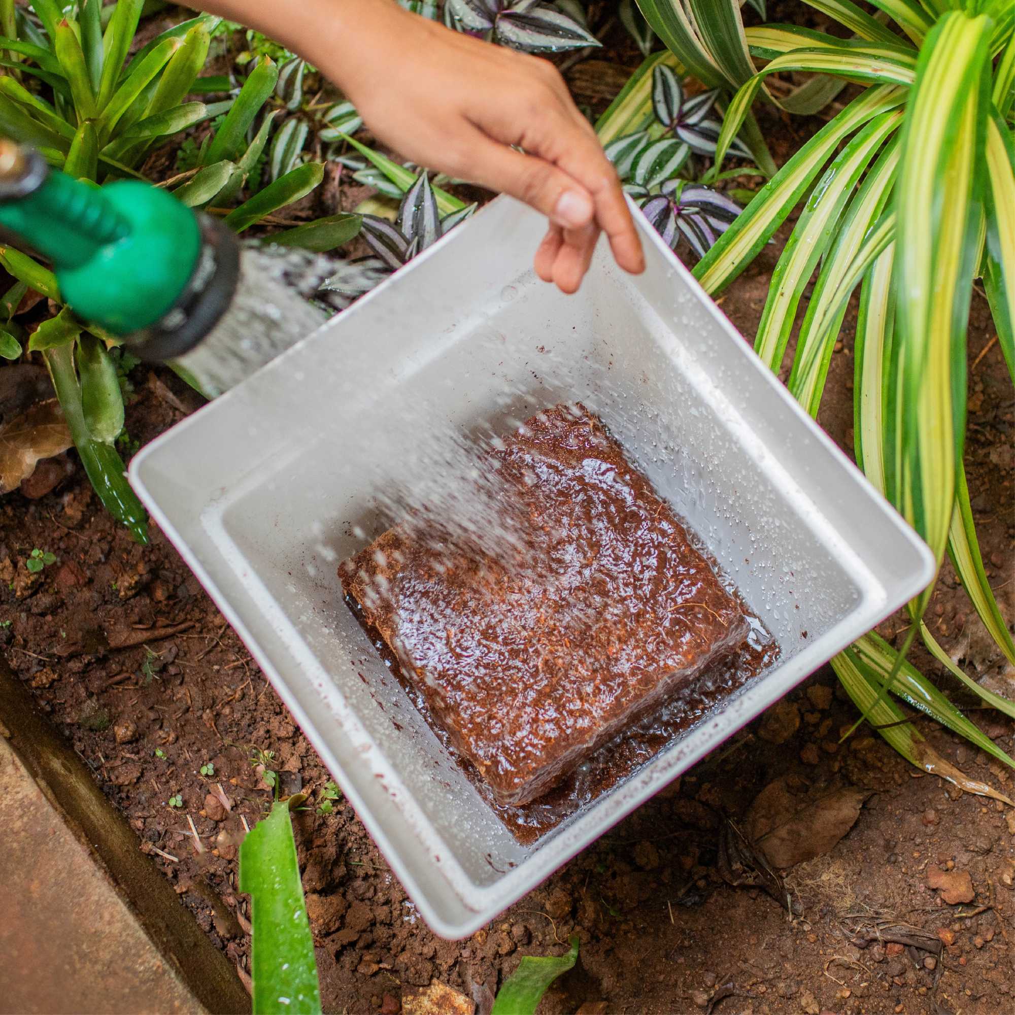 Cocopeat | Organic Fertilizer - Image 16