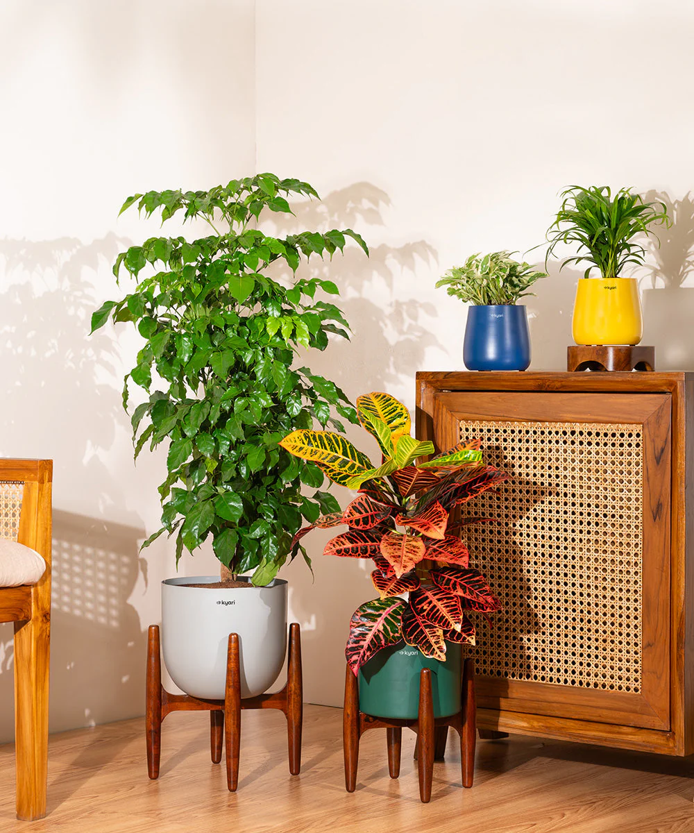 Croton Petra with Large Metal Self Watering Pot_ - Image 10