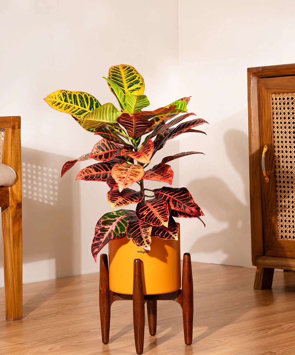 Croton Petra with Large Metal Self Watering Pot_ - Image 123