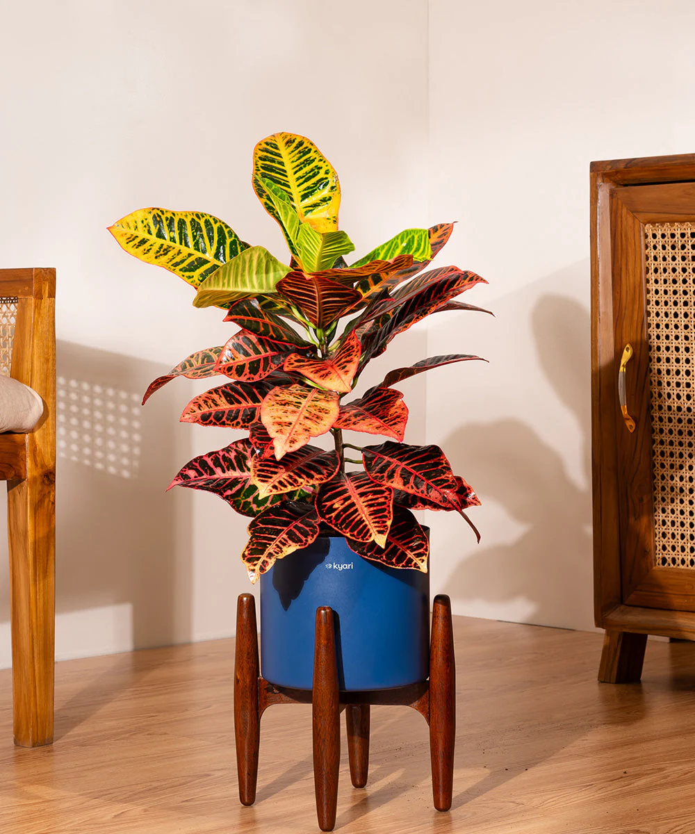 Croton Petra with Large Metal Self Watering Pot_ - Image 162