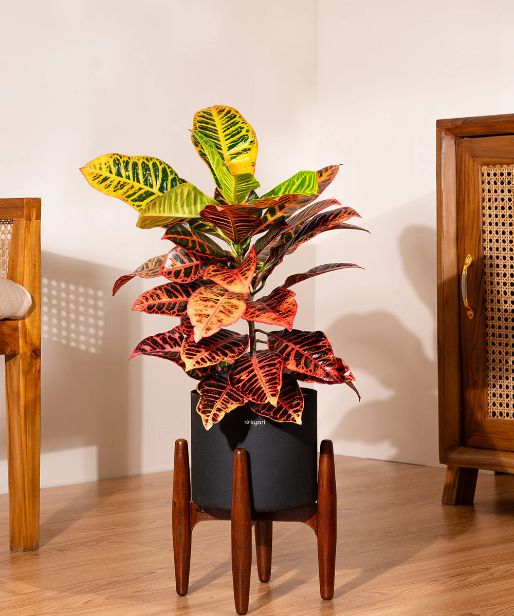 Croton Petra with Large Metal Self Watering Pot_ - Image 172