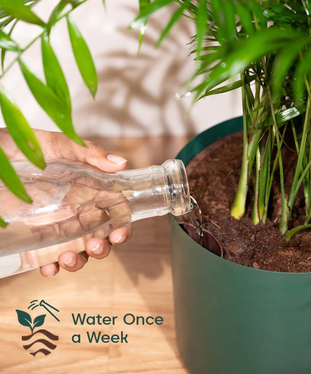 Croton Petra with Large Metal Self Watering Pot_ - Image 22