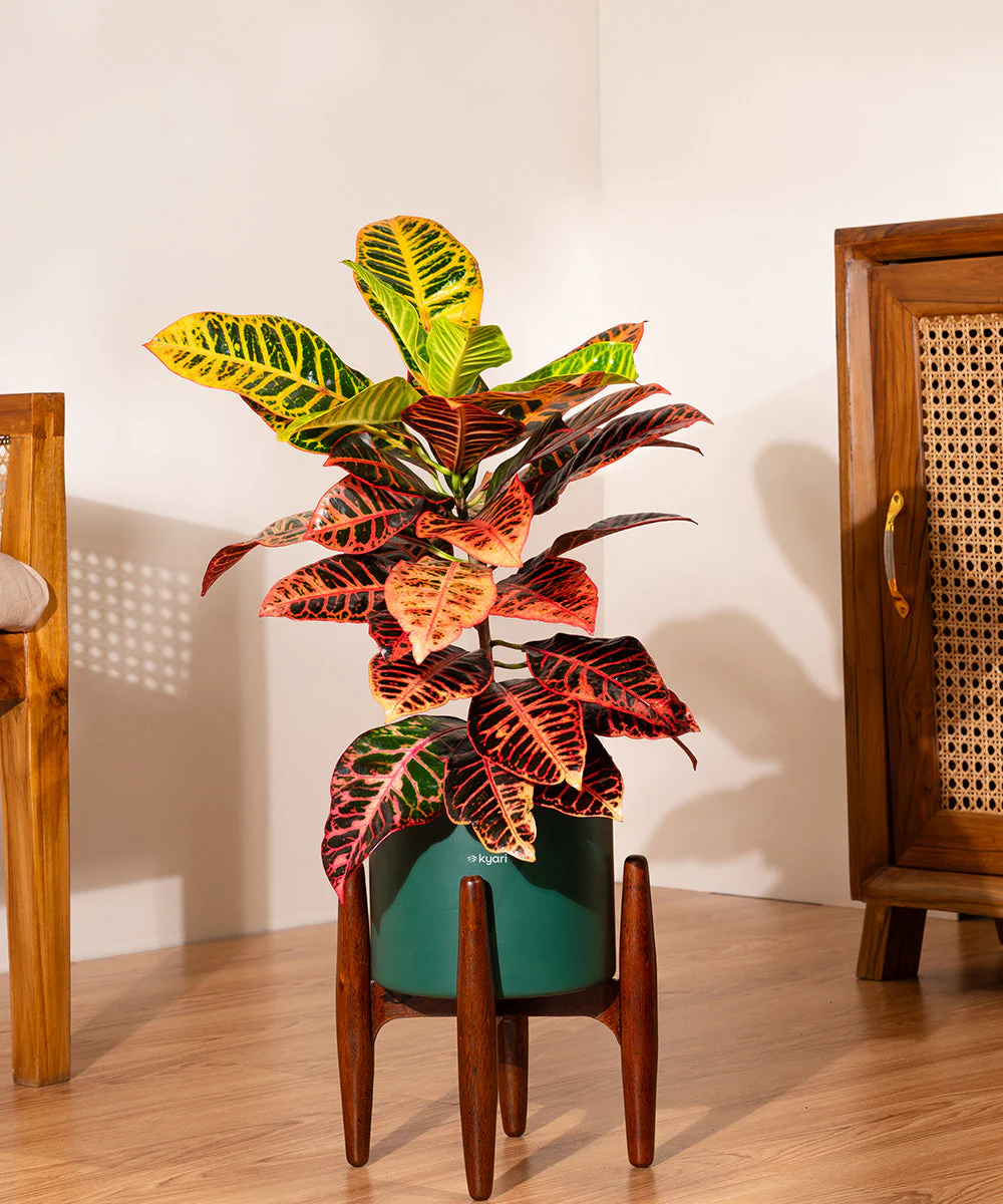 Croton Petra with Large Metal Self Watering Pot_ - Image 232
