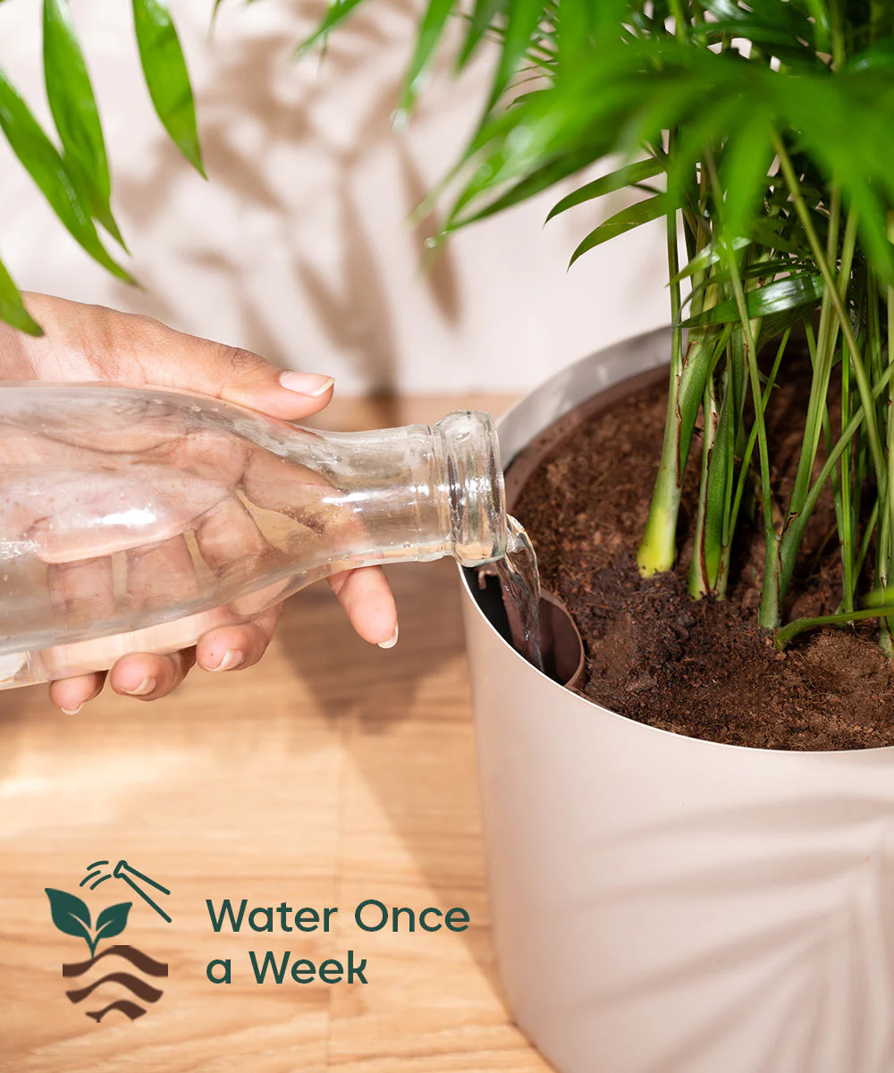 Croton Petra with Large Metal Self Watering Pot_ - Image 26