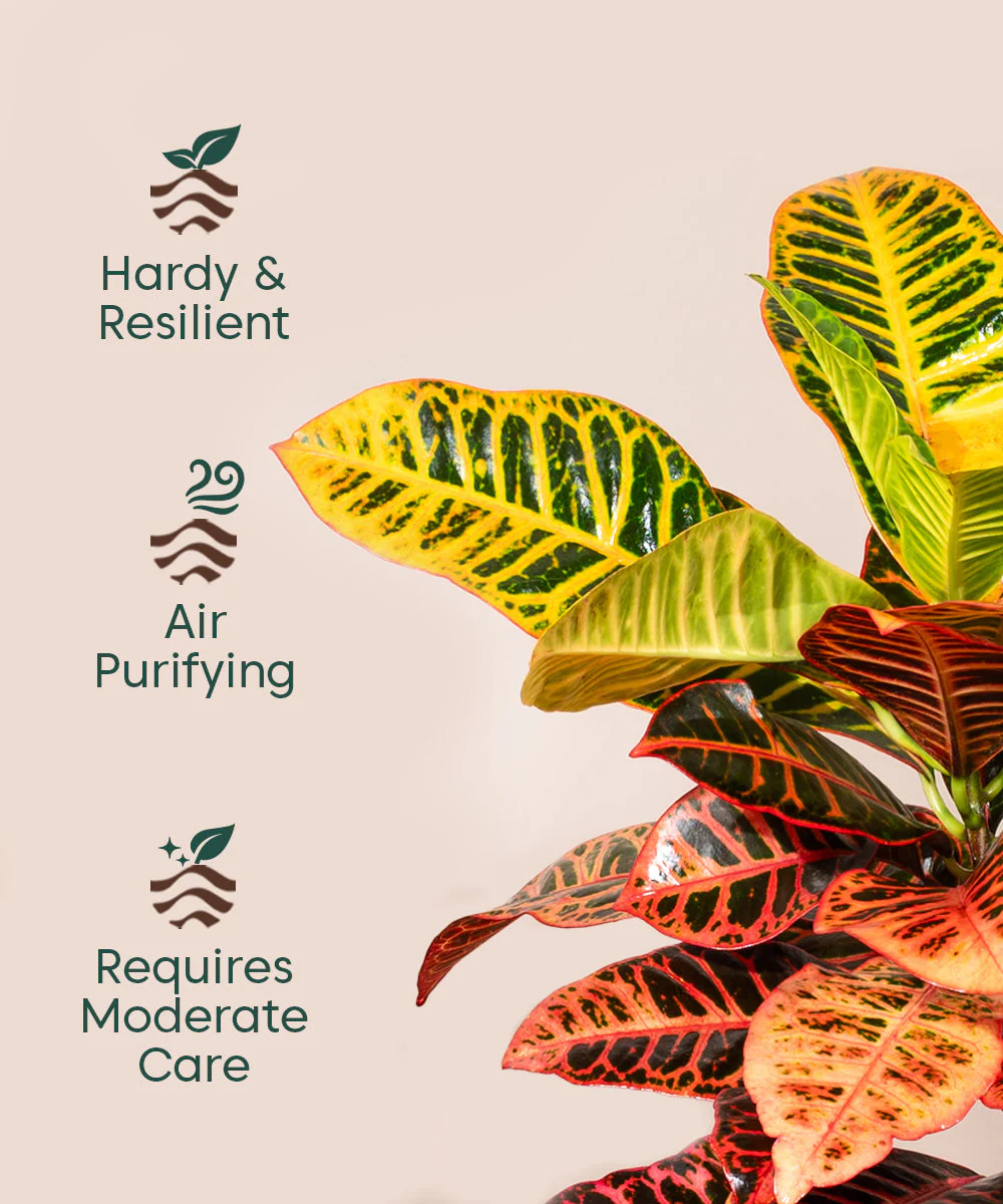 Croton Petra with Large Metal Self Watering Pot_ - Image 3
