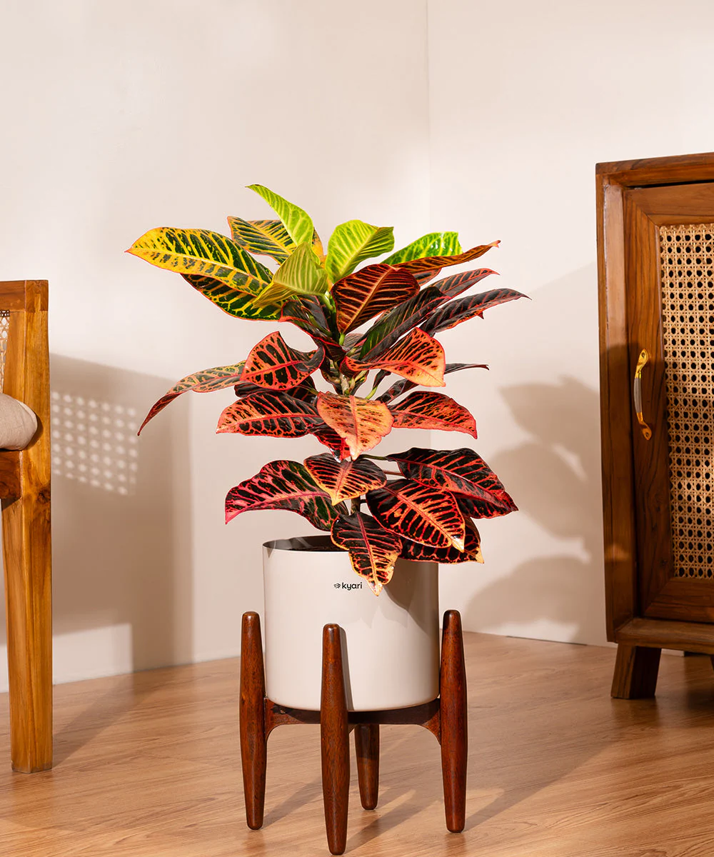 Croton Petra with Large Metal Self Watering Pot_ - Image 66