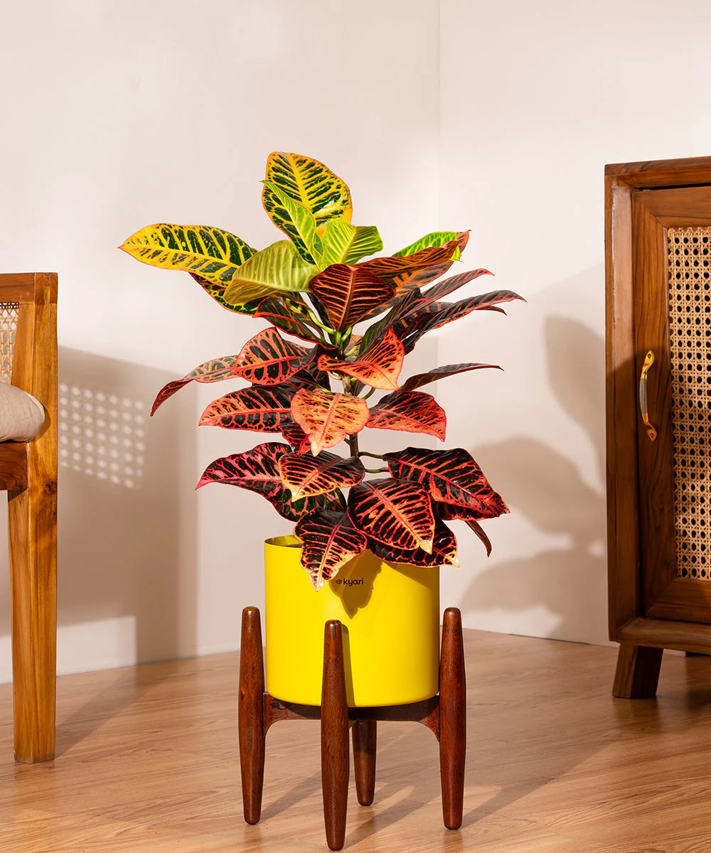 Croton Petra with Large Metal Self Watering Pot_ - Image 81