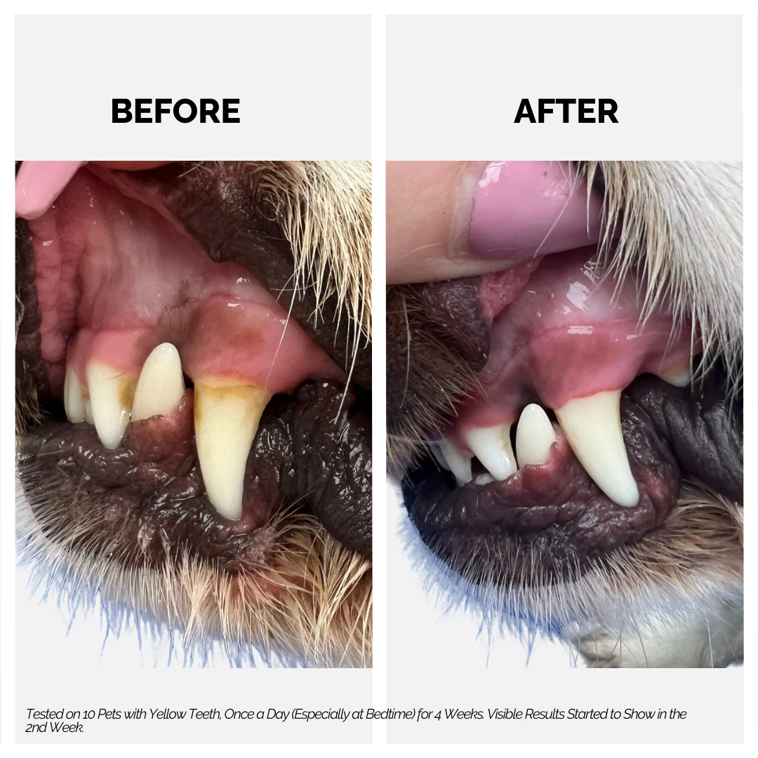 Dental Spray for Dogs & Cats - Image 5