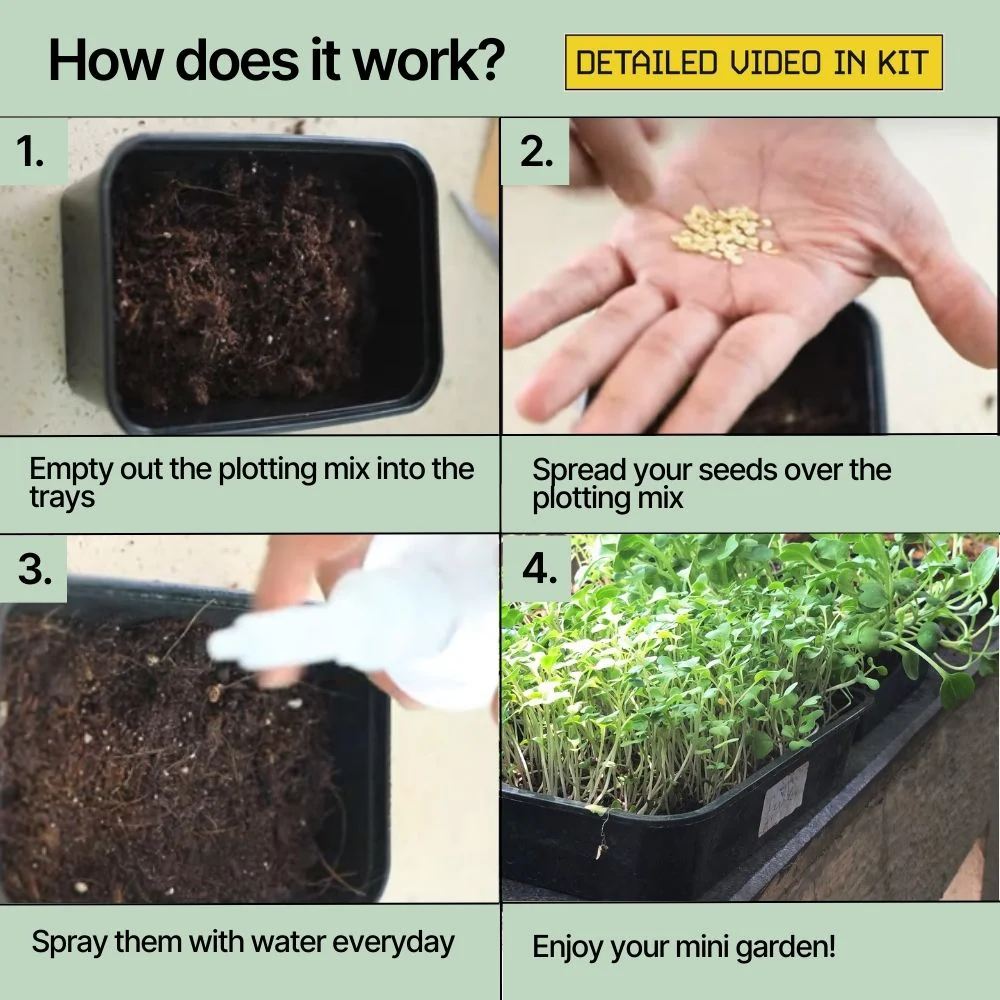 DIY Microgreens Kit - Image 4