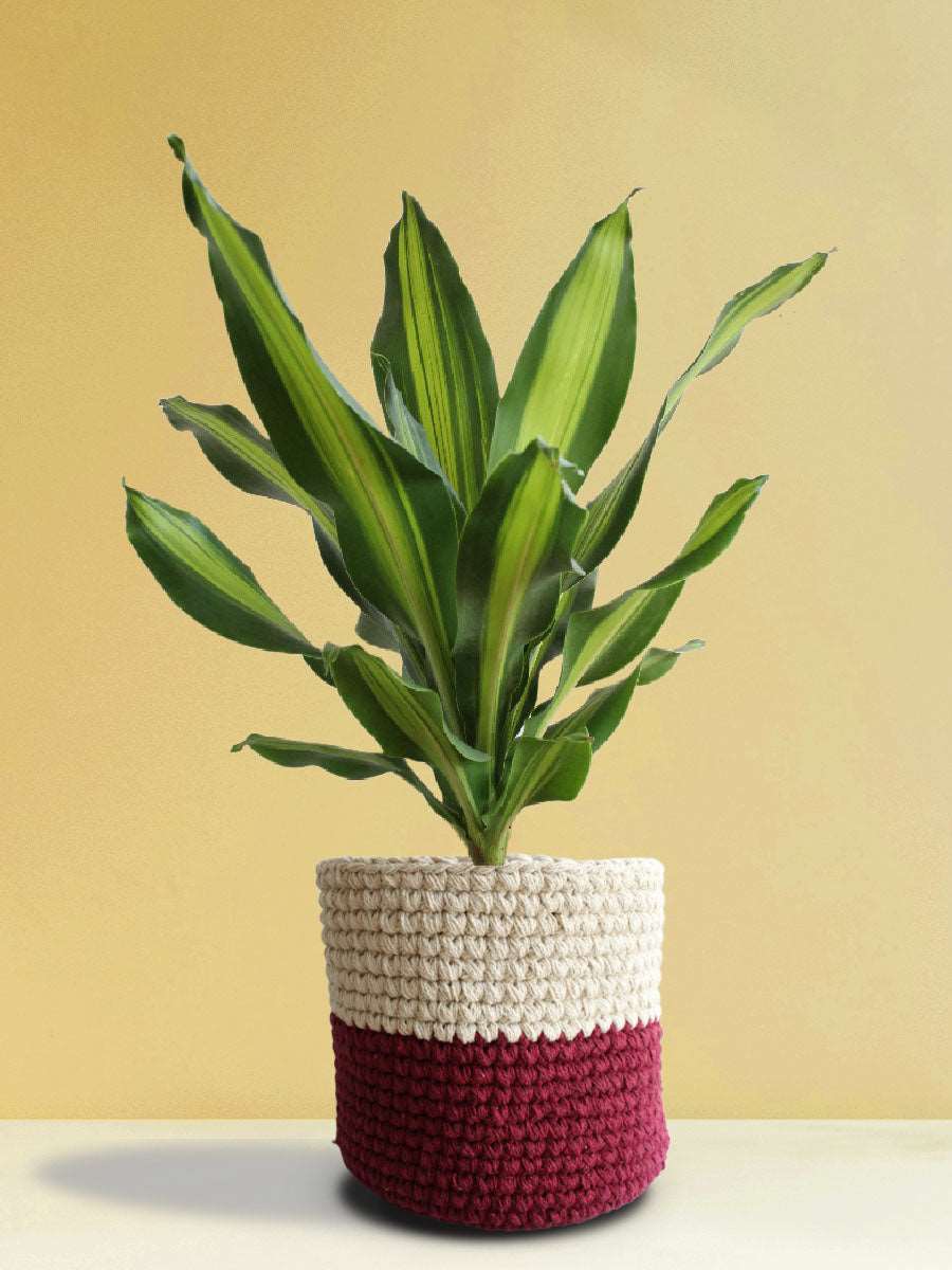 Dracaena Dara Singh (X-Large) - Image 5
