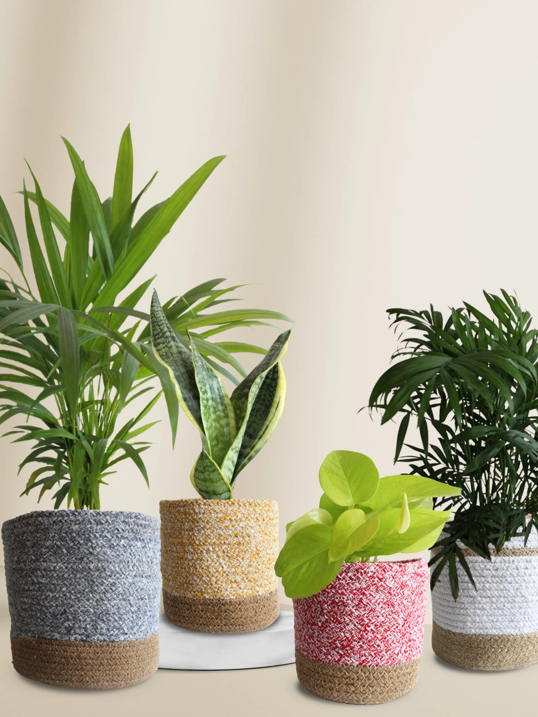 Easy-Care Air-Purifying Plants Combo