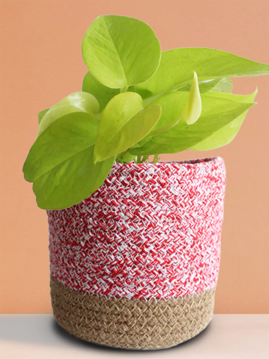 Elegant Air-Purifying Living Room Plants Combo - Image 5