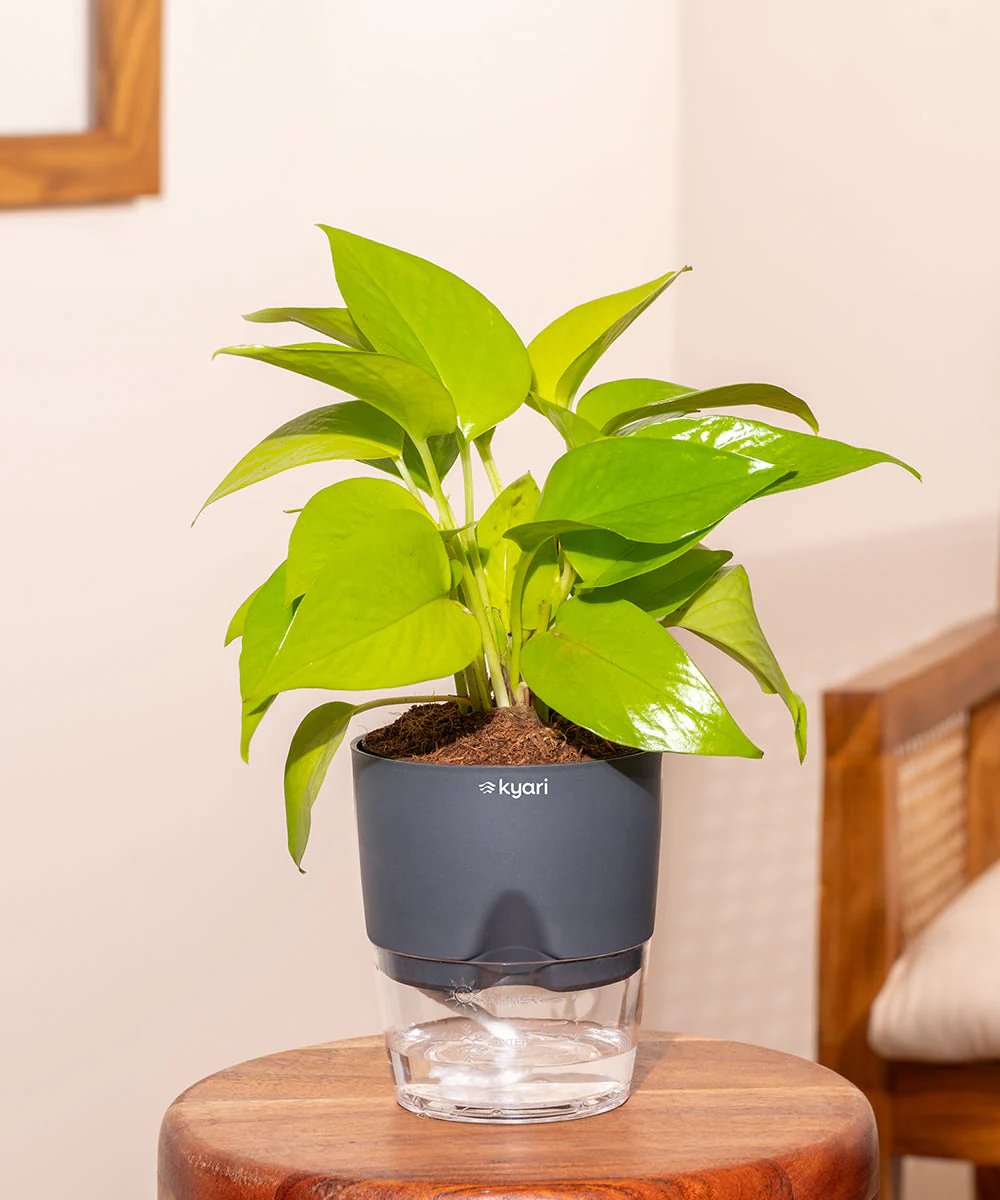 Golden Money Plant - BYOB - Image 19