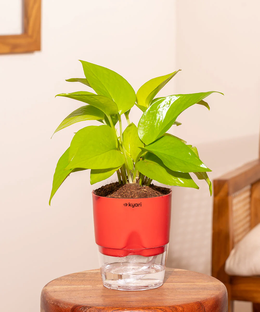 Golden Money Plant - BYOB - Image 25