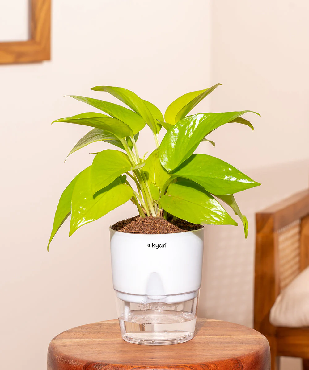 Golden Money Plant - BYOB - Image 31