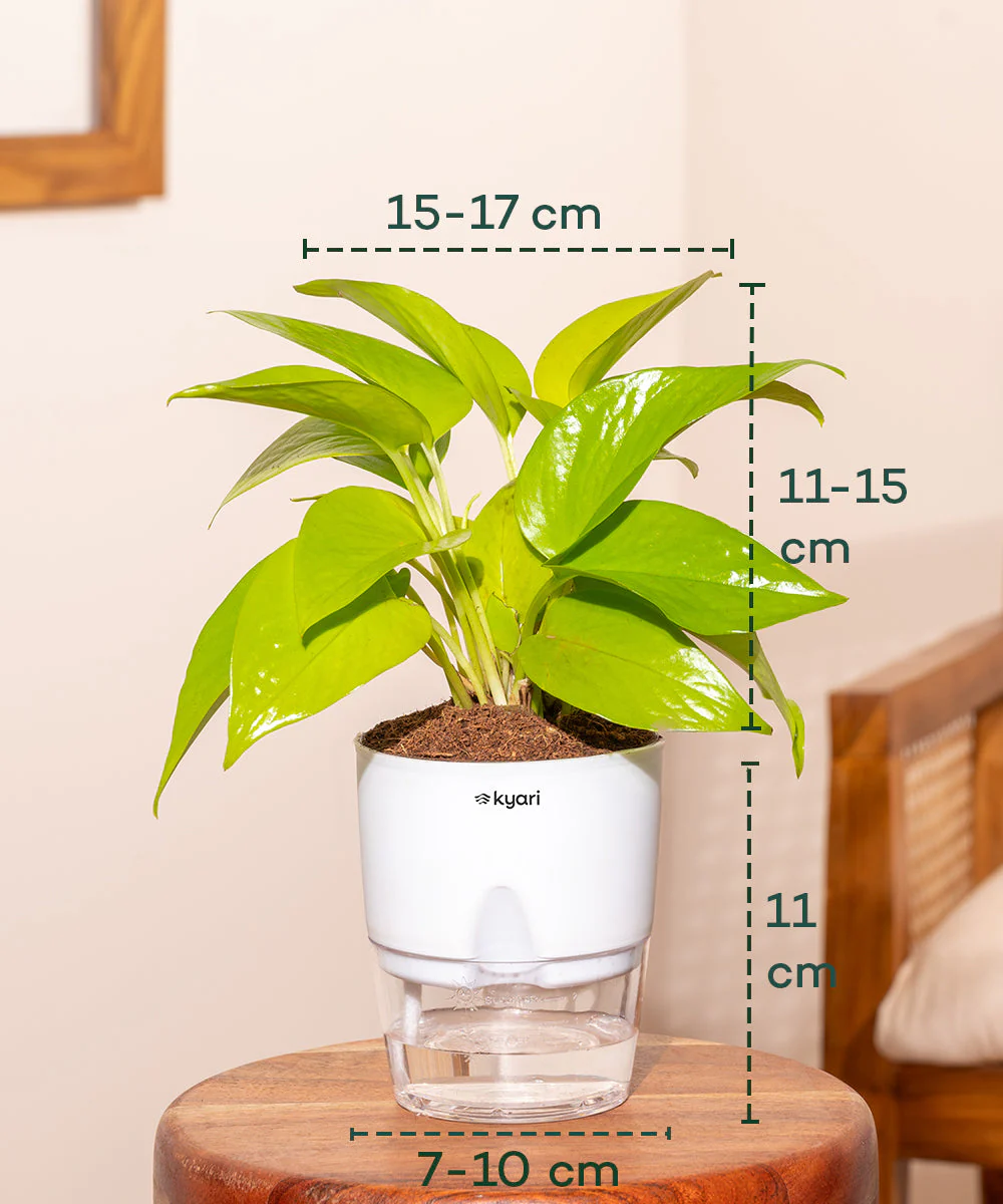 Golden Money Plant - BYOB - Image 32
