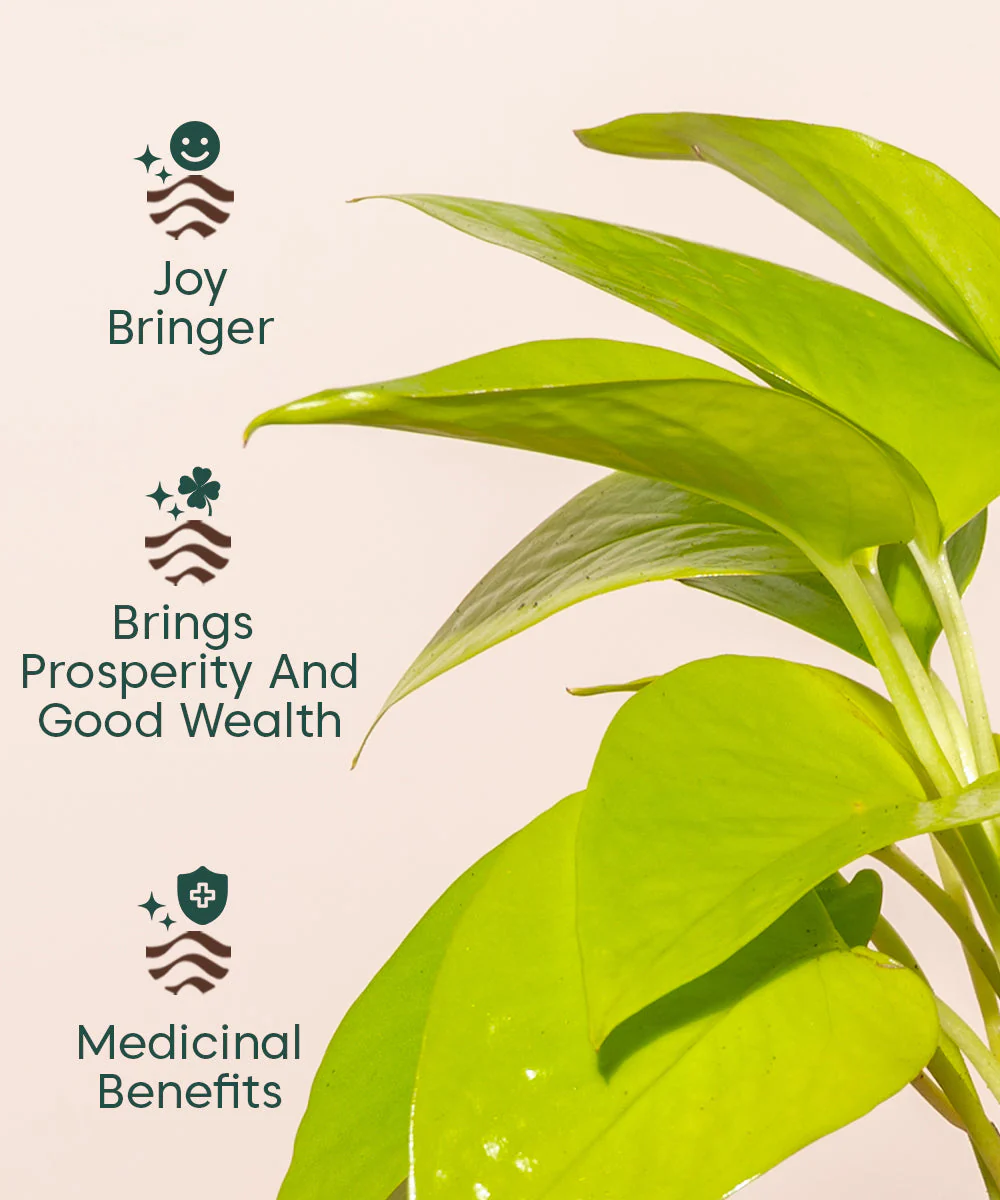 Golden Money Plant - BYOB - Image 5