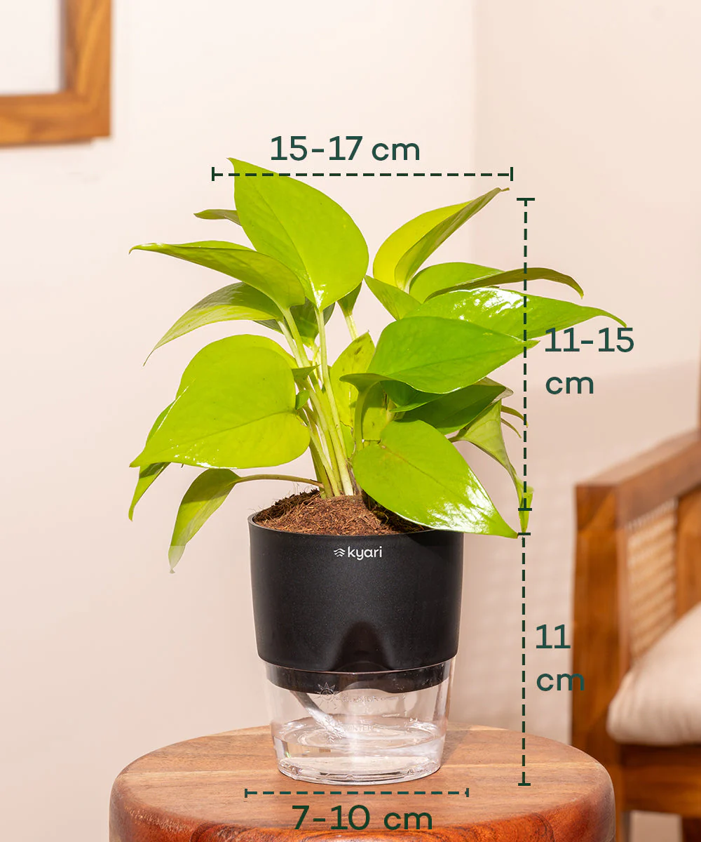 Golden Money Plant - BYOB - Image 8