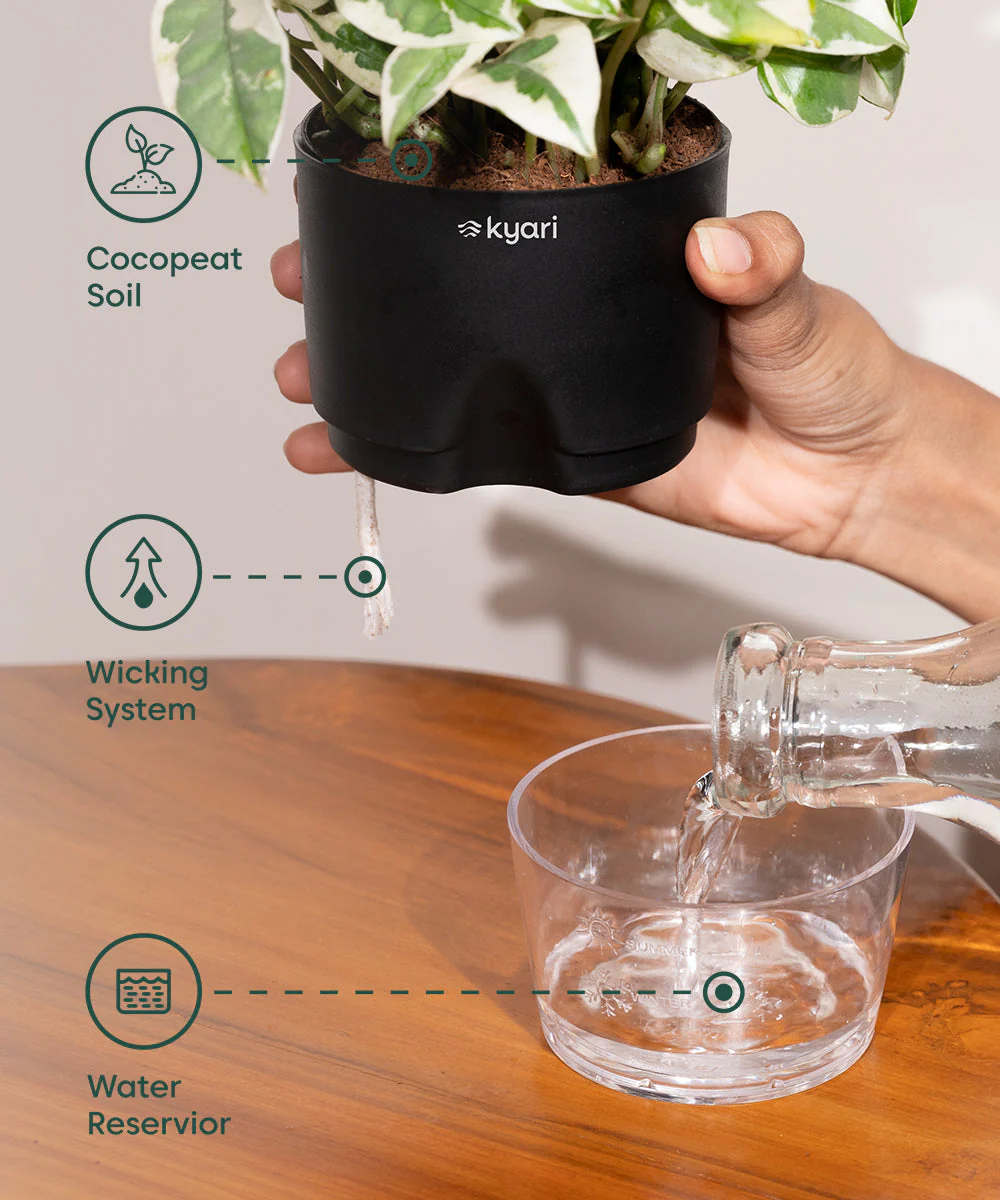 Golden Money Plant - BYOB - Image 9