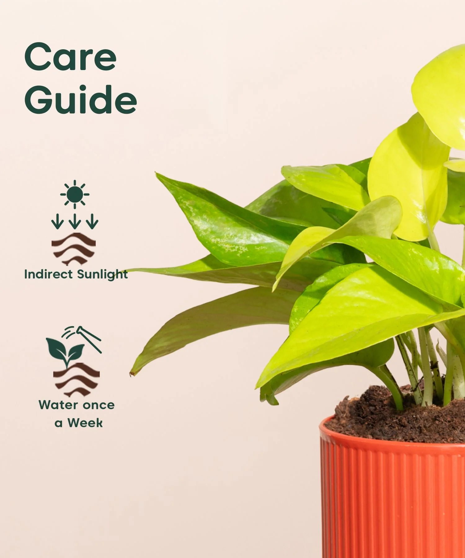 Golden Money Plant Self Watering Pot - Image 6